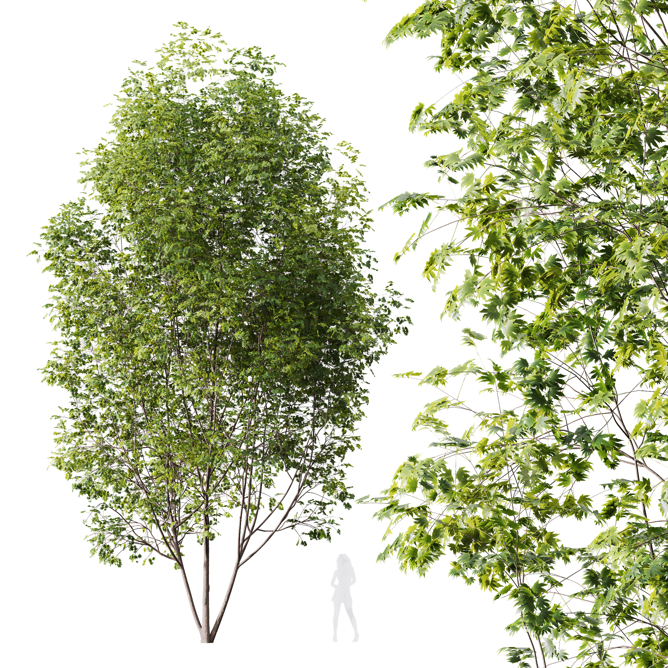 HQ Plants Acer Saccharinum Tree 13m